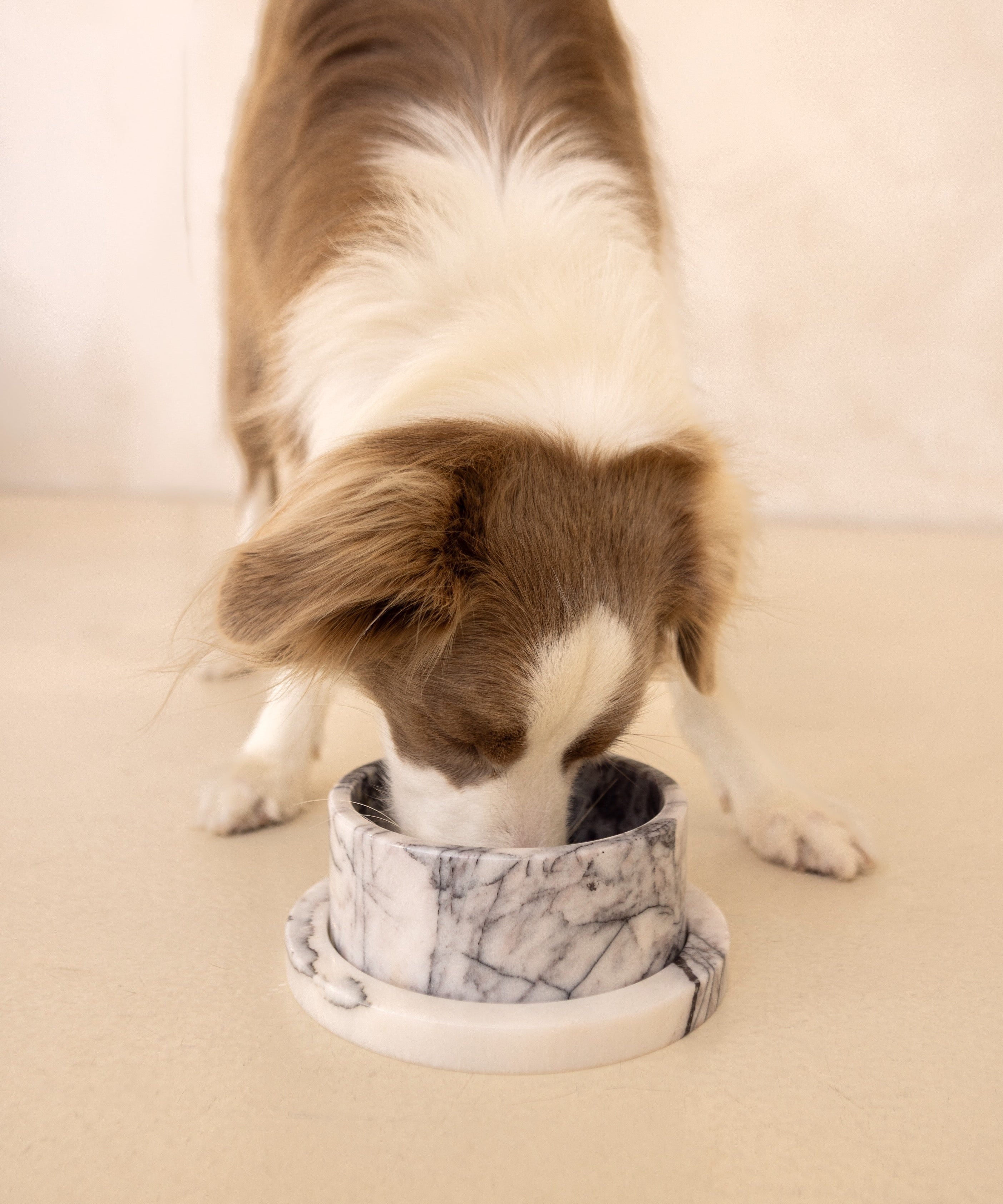 Dog drinking from a marble-patterned bowl on a beige surface