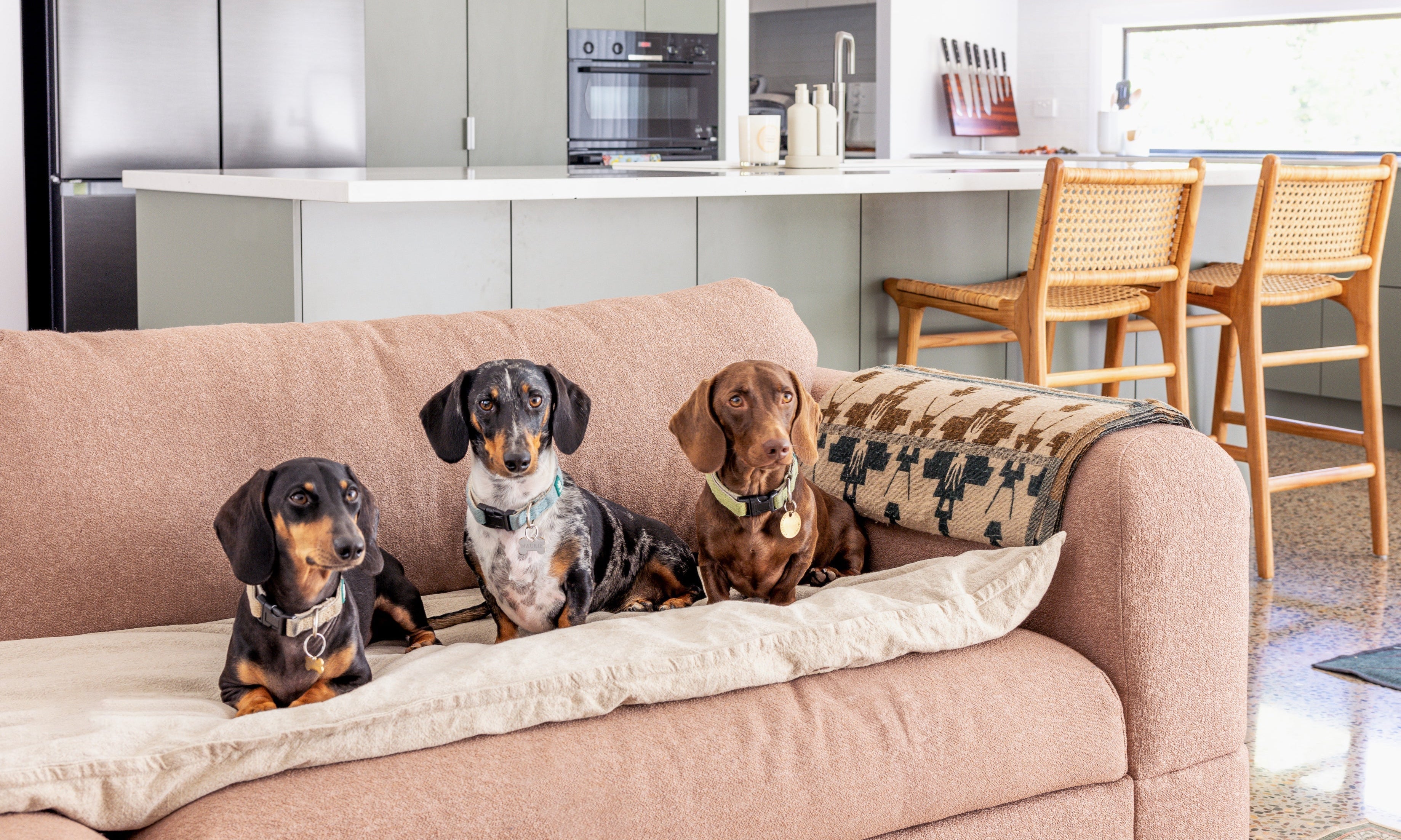 A Shared Sanctuary: Creating a Stylish Home with Three Dachshunds