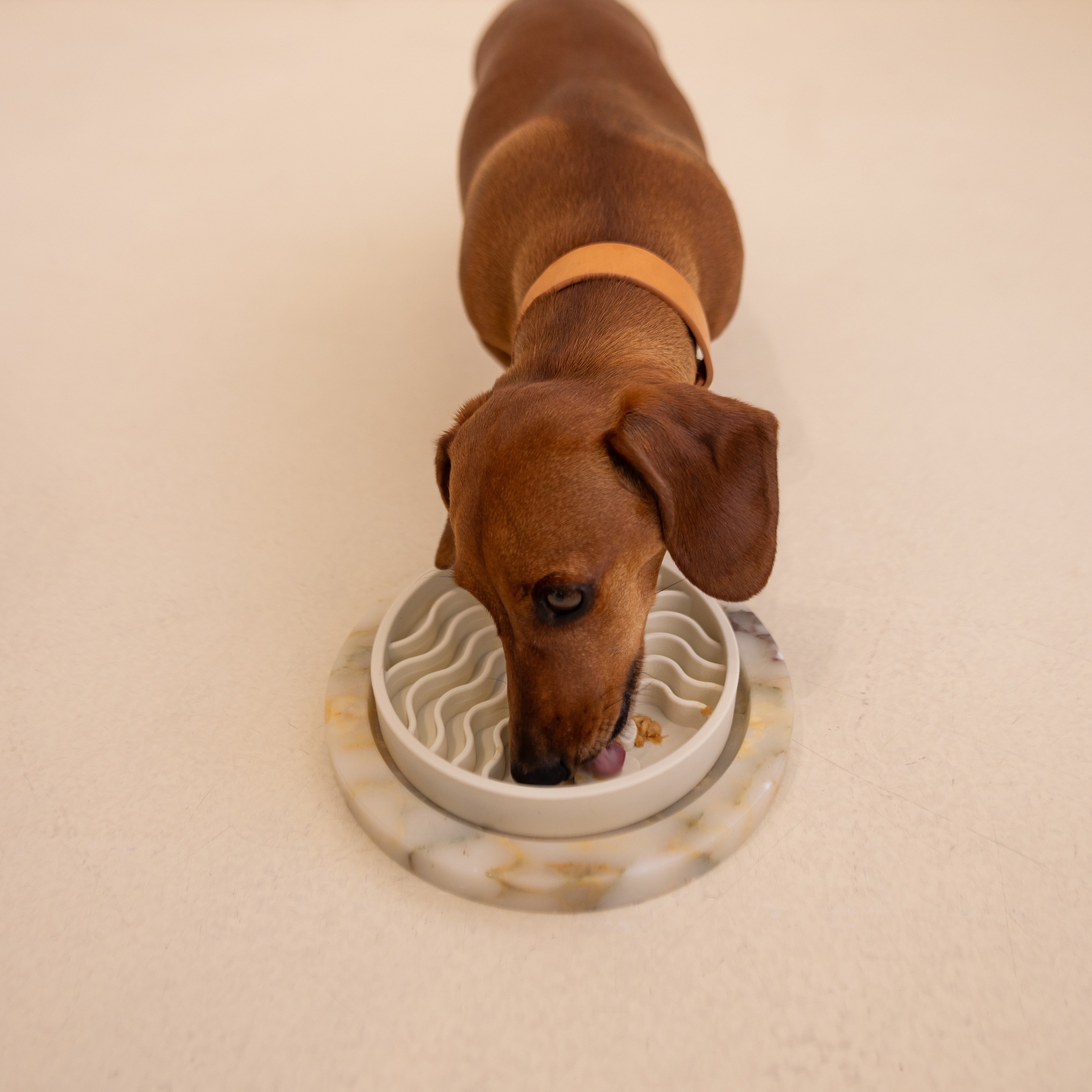  Slow Feeder Bowls