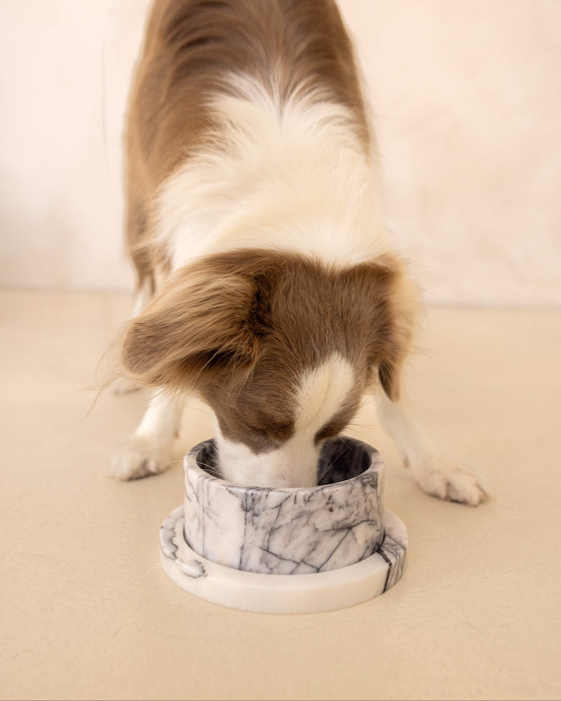 Dog drinking from a marble-patterned bowl on a beige surface