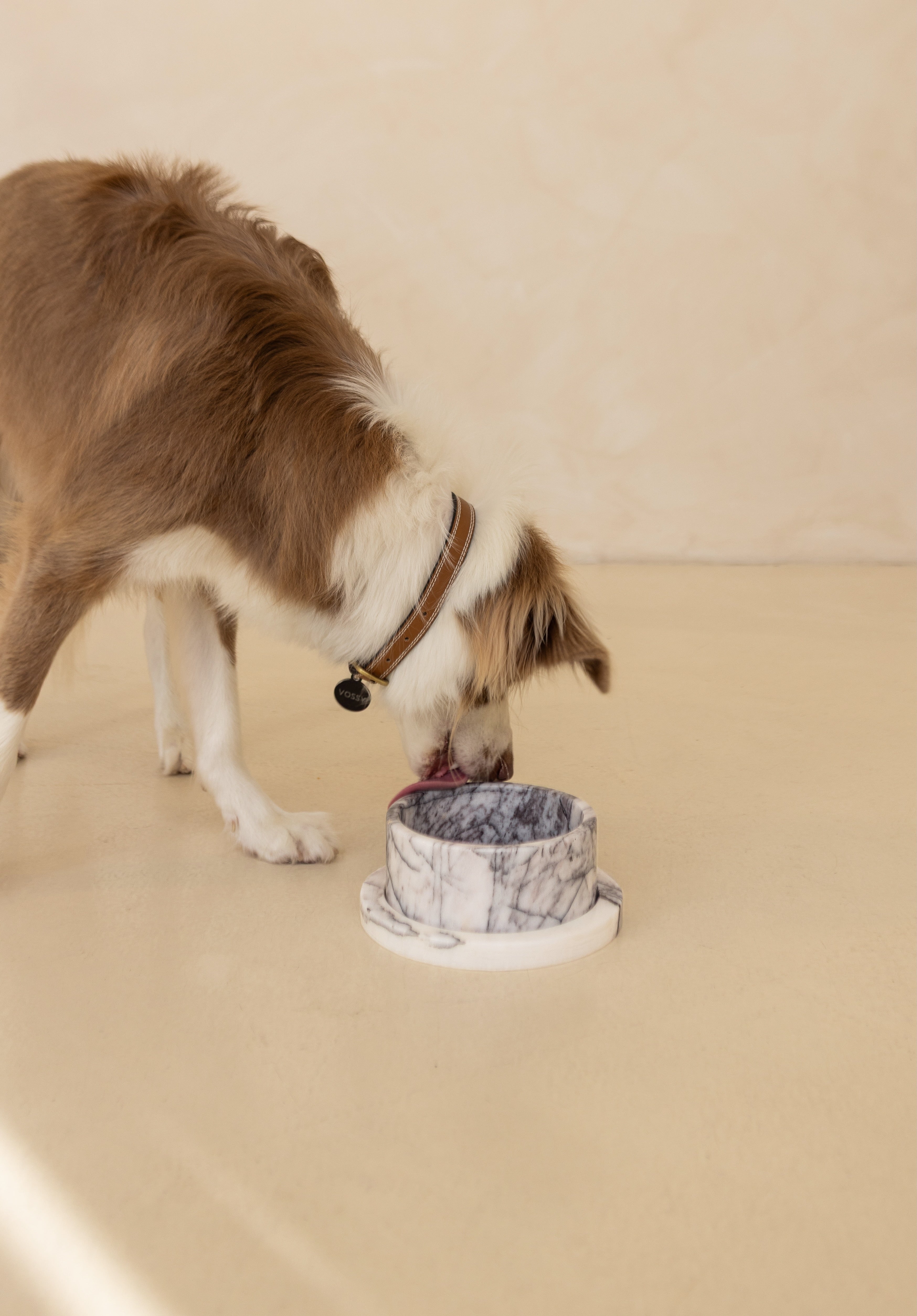 One Complete Pet Dining Set