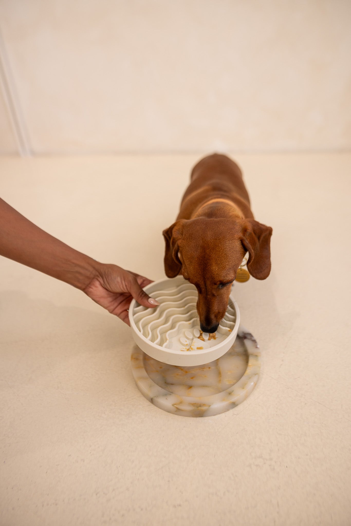 Calming Enrichment &amp; Distraction