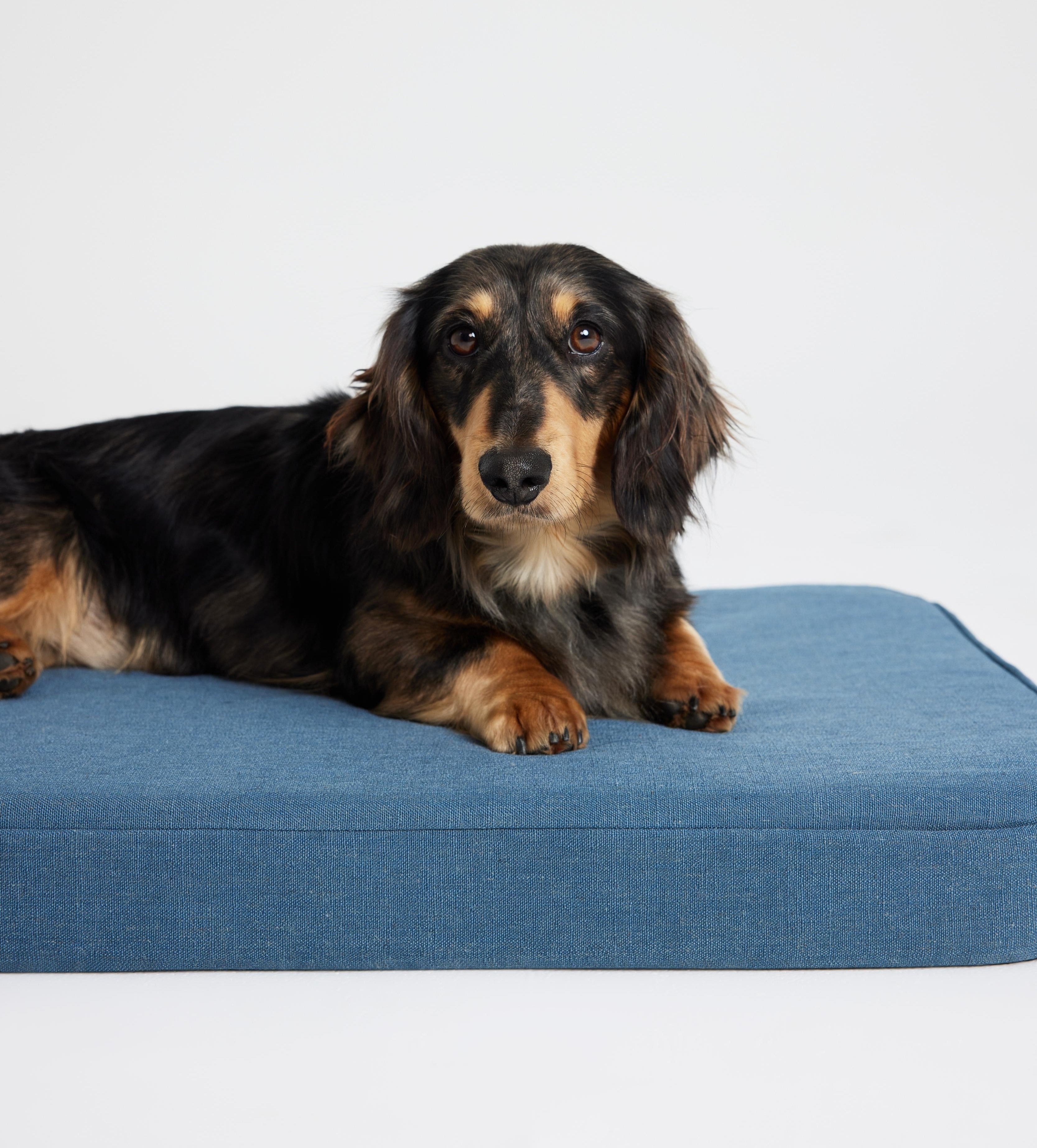 Low-profile Mattress Perfect for Small Dogs