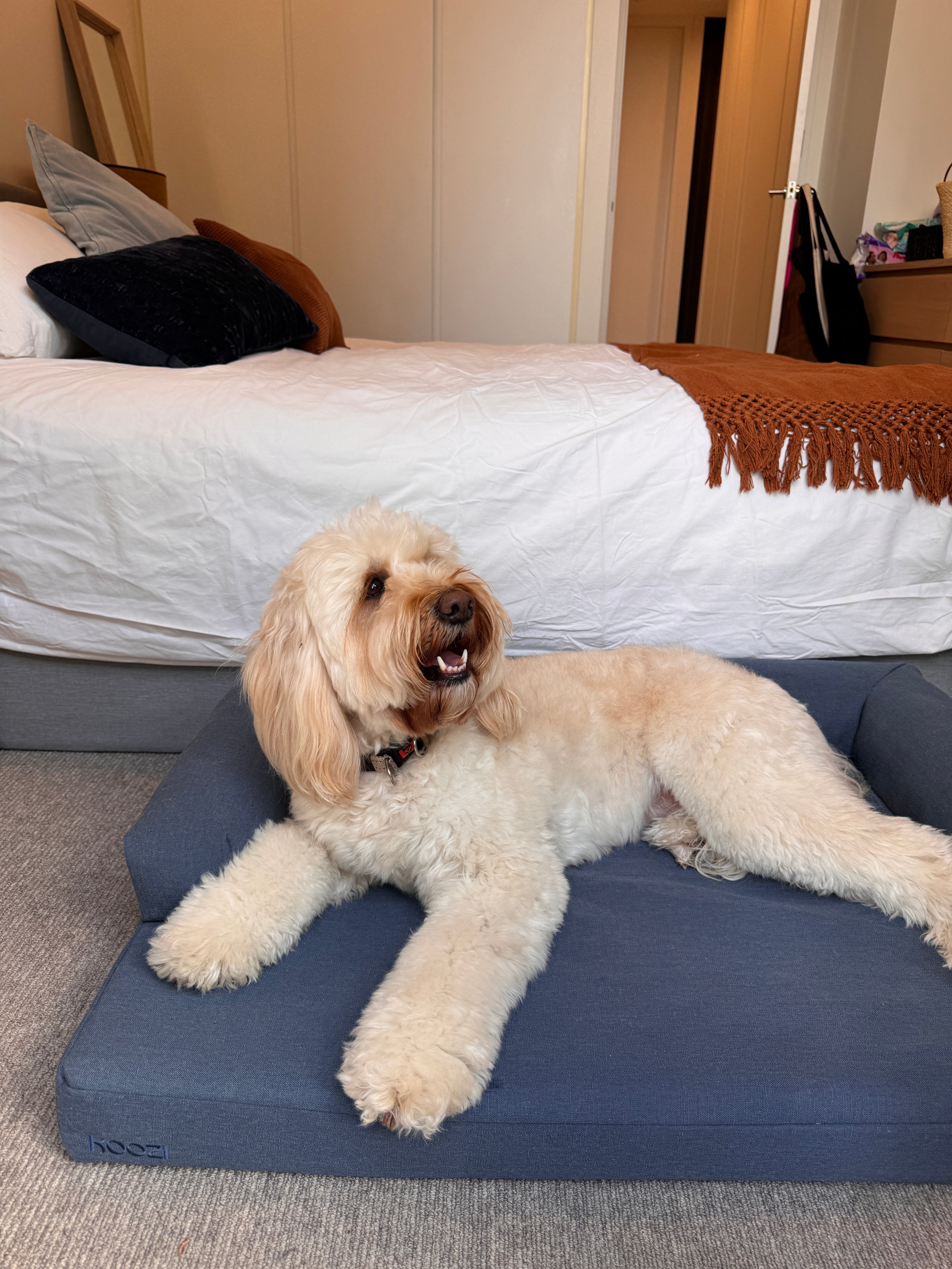 koozi dog bed denim blue linen cloud bed review photo