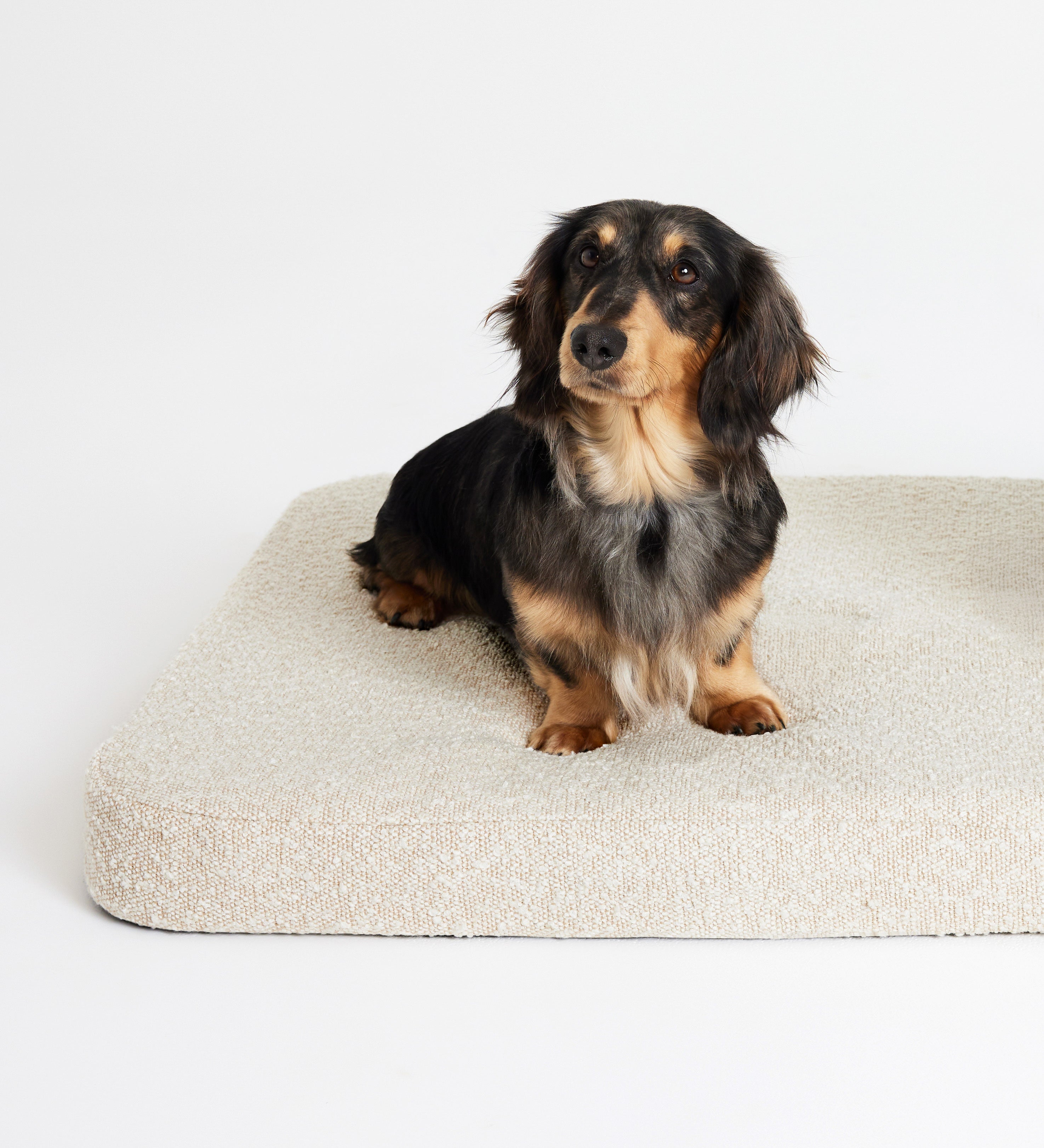 Flat Dog Bed - Buttercream Boucle